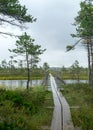 Rainy day, rainy background, traditional bog landscape, wet wooden footbridge, swamp grass and moss, small bog pines during rain, Royalty Free Stock Photo