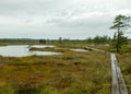 Rainy day, rainy background, traditional bog landscape, wet wooden footbridge, swamp grass and moss, small bog pines during rain, Royalty Free Stock Photo