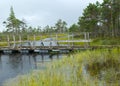 Rainy day, rainy background, traditional bog landscape, wet wooden footbridge, swamp grass and moss, small bog pines during rain, Royalty Free Stock Photo