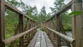 Rainy day, rainy background, traditional bog landscape, wet wooden footbridge, swamp grass and moss, small bog pines during rain, Royalty Free Stock Photo