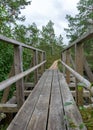 Rainy day, rainy background, traditional bog landscape, wet wooden footbridge, swamp grass and moss, small bog pines during rain, Royalty Free Stock Photo