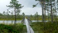 Rainy day, rainy background, traditional bog landscape, wet wooden footbridge, swamp grass and moss, small bog pines during rain, Royalty Free Stock Photo