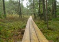 Rainy day, rainy background, traditional bog landscape, wet wooden footbridge, swamp grass and moss, small bog pines during rain, Royalty Free Stock Photo