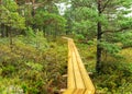 Rainy day, rainy background, traditional bog landscape, wet wooden footbridge, swamp grass and moss, small bog pines during rain, Royalty Free Stock Photo