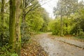 Forest road on a rainy day Royalty Free Stock Photo