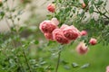 Rainy day. Beautiful rose bush blooming in drops on leaves and ducked terry florets. Royalty Free Stock Photo