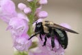 Rainy Day Bee