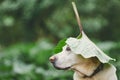 Rainy day with dog in nature Royalty Free Stock Photo