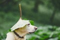 Rainy day with dog in nature Royalty Free Stock Photo