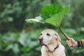 Rainy day with dog in nature Royalty Free Stock Photo