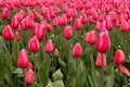 Blooming pink Tulips on a rainy day Royalty Free Stock Photo