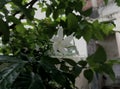 In rainy day flower looking more beautiful attractive with rain drops Royalty Free Stock Photo