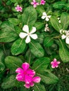 Rainy day flower rain drop photo Royalty Free Stock Photo