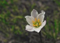 A Rainy day Flower Royalty Free Stock Photo