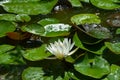 Rainy day in the garden near the pond with white lotuses. Royalty Free Stock Photo