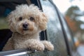 Rainy Day Joyride: A Princess Pup\'s View from the Car Window