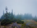 Rainy day in the mountains. Gloomy landscape with muddy meadow and mist over fir forest