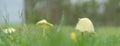 Rainy day panorama with yellow mushrooms