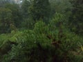 Rainy day in rainforest
