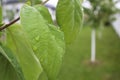 Rainy day in romania , my trip Royalty Free Stock Photo