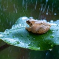 Rainy Day Sanctuary - A Tiny Frog on a Leaf Royalty Free Stock Photo