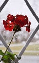 Rainy day. Silhouette of flower in the window. Royalty Free Stock Photo