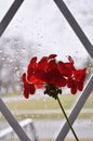 Rainy day. Silhouette of flower in the window. Royalty Free Stock Photo