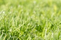 rainy day spring grassland herbal beauty fresh