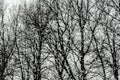 Rainy day: trees outside the window Royalty Free Stock Photo