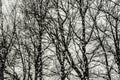 Rainy day: trees outside the window Royalty Free Stock Photo