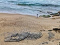 Seagulls Resting on Bondi Beach, Rainy Day, Sydney Australia