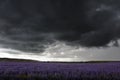 Rainy dramatic clouds over beautiful purple field Royalty Free Stock Photo