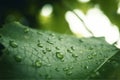 Rainy drop on a leaf. Morning dew Royalty Free Stock Photo