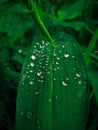 Rainy drops on green leaf macro photo