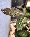 A rainy drops on the rose leaf