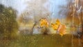 Rainy drops on window glass and yellow leaves Autumn template background Royalty Free Stock Photo