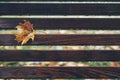 Rainy drops and yellow maple leaf are on wooden bench Royalty Free Stock Photo