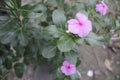 Rainy flower in backyard