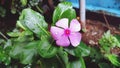 Rainy flower garden backyard rain pink green leaf leaves monsoon water mud nature