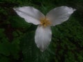 Rainy flower