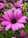 Rainy flower in the summer