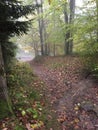 Forest autumn leaves trees tree rainy fog mist Royalty Free Stock Photo