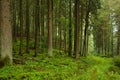 Rainy forest Royalty Free Stock Photo