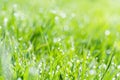 rainy grass summer day nature beauty fresh Royalty Free Stock Photo