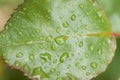 Rainy leaf with drops of water Royalty Free Stock Photo