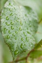 Rainy leaf close-up Royalty Free Stock Photo