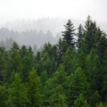 Rainy Lush Green Pine Tree Forest Forrest in Wilderness Mountains Royalty Free Stock Photo