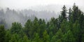 Rainy Lush Green Pine Tree Forest Forrest in Wilderness Mountains Royalty Free Stock Photo