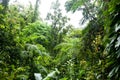 Daintree Rainforest near Cairnes, rain in green jungle, Queensland, Australia Royalty Free Stock Photo