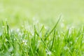 rainy morning fresh grassland nature beauty cover Royalty Free Stock Photo